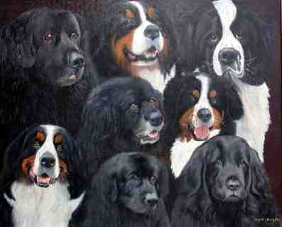 berners and newfies