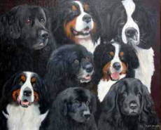 Pictures of Bernese Mountain Dogs and Newfies