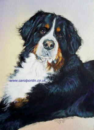 Bernese Mountain Dog Duke