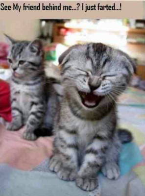 laughing cats