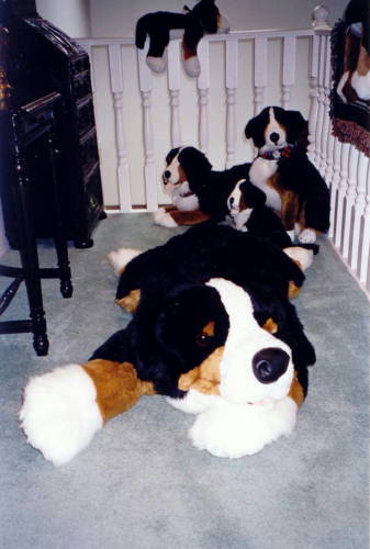 Costco Bernese and Friends!