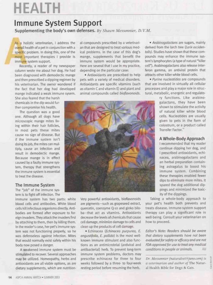 Immune system problems with Bernese and other Dogs