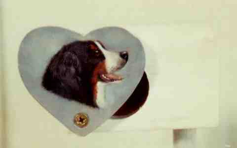 Bernese Mountain Dog