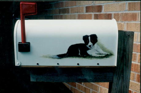 Border Collie on Mailbox