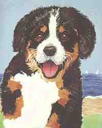 Berner Pup at the Lake