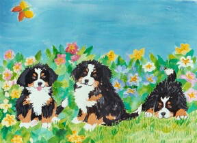 Pictures of Bernese Mountain Dog Puppies