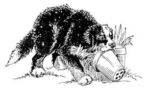 Bernese Mountain Dog Puppy Mac