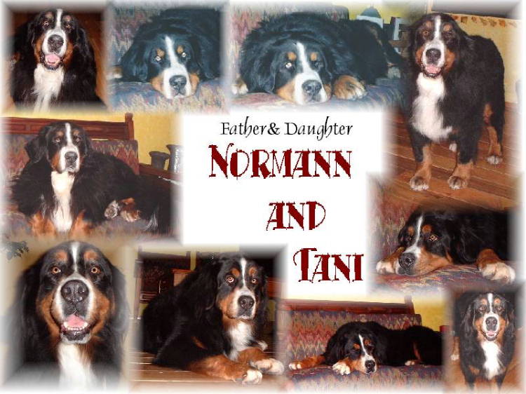 Bernese Mountain Dogs Normann & Tani