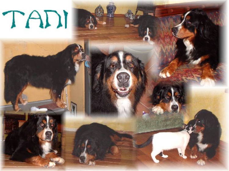 Bernese Mountain Dog, Tani
