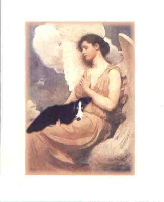 Winston a Bernese Angel