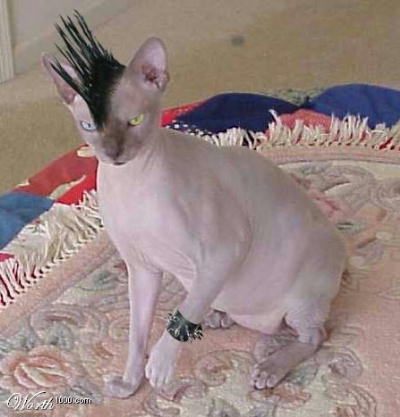 Punk cat