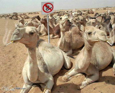 Camels rebel?