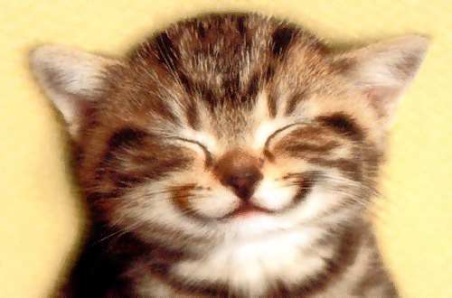 Smiling cat