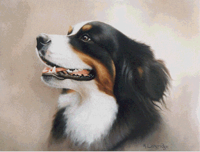 Bernese Study by Richard Langridge