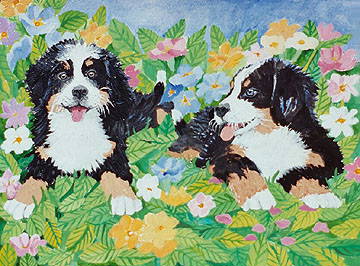 Bernese n the Garden!