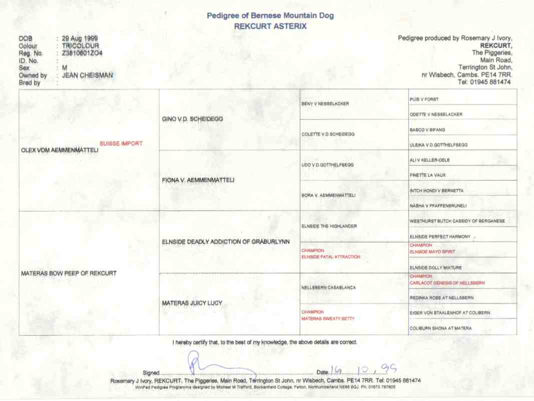 Bernese Mountain Dog, Reckurt Asterix