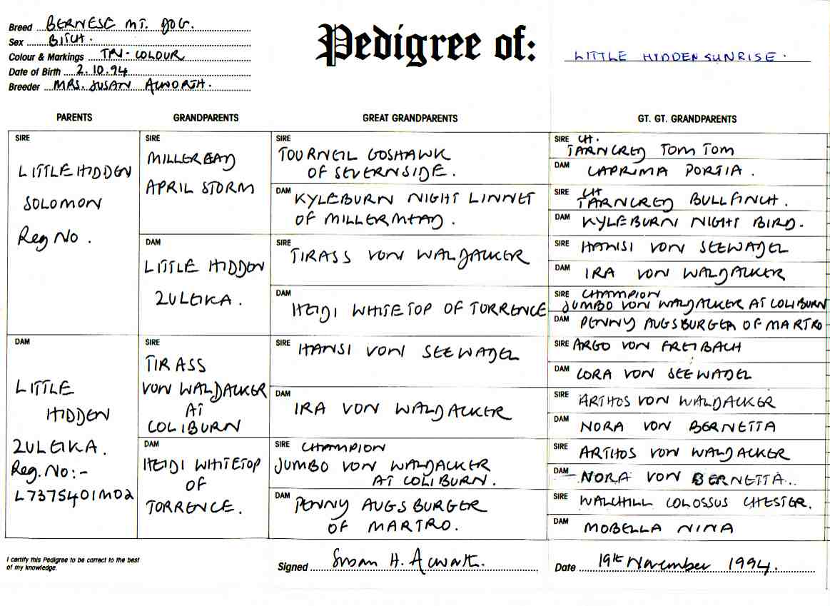 Bernese Mountain Dog, Sunny's, Pedigree.