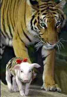 {short description of image}