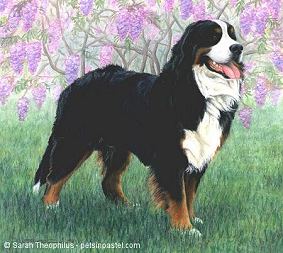 Berner Rex