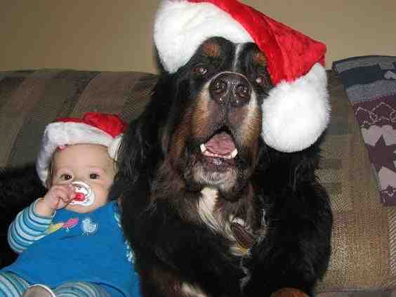 {short description of image}