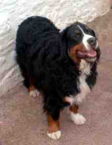 {short description of image}