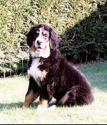 {short description of image}