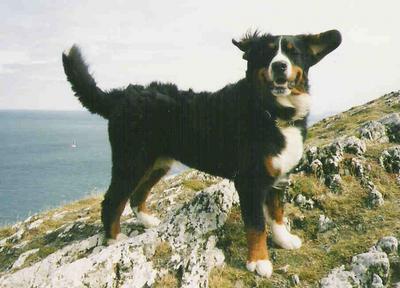 {short description of image}