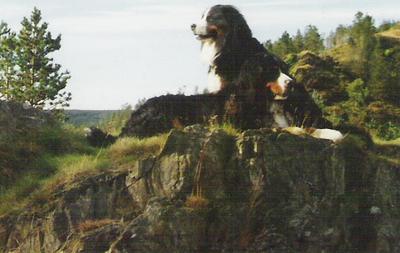 {short description of image}