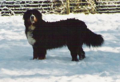 {short description of image}