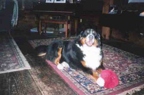 Bernese Mountain Dog, Argos, sadly lost to Malignant Histiocytis