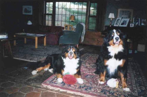 Bernese Mountain Dog, Argos, with his best buddy, Freyr