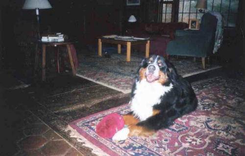 Argos, sadly lost to Malignant Histiocytosis