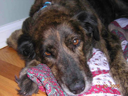 Bailey. sadly lost to Histiocytosis