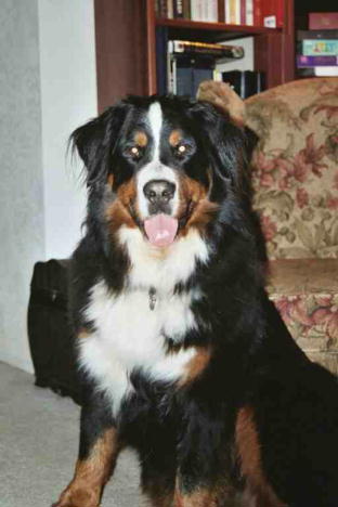 Bentley enjoys the snow