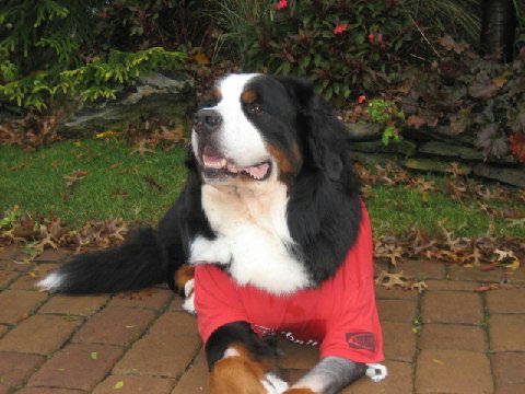 {short description of image}