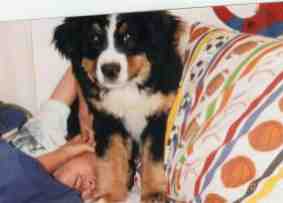 {short description of image}