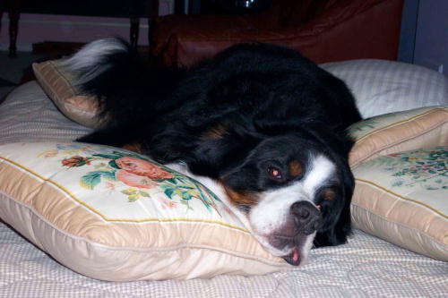 {short description of image}