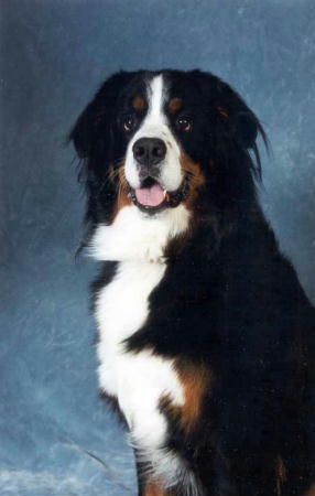 Bernese Mountain Dog, Fred