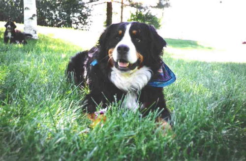 Freya, Bernese Mountain Dog, sadly lost to Malignant Histiocytosis