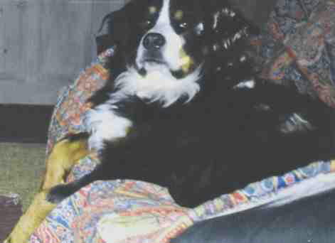 Berner Freya, lost to Histio