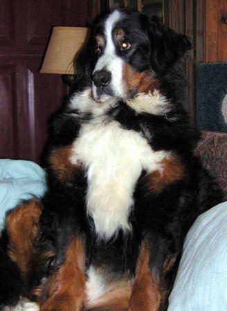 {short description of image}