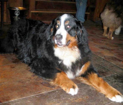 Berner, Freyr, sadly lost to Malignant Histiocytosis