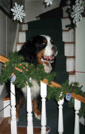 Bernese Mountain Dog Hunter, sadly lost to Malignant Hiastiocytosis