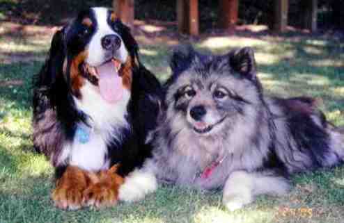 BMD Kricket lost to Malignant Histiocytosis