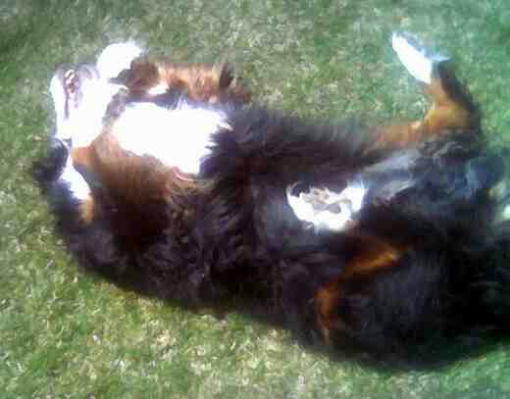 {short description of image}