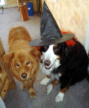 {short description of image}