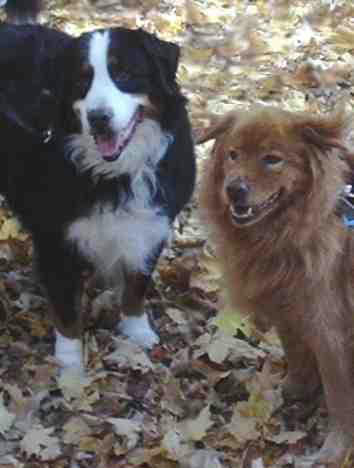 {short description of image}