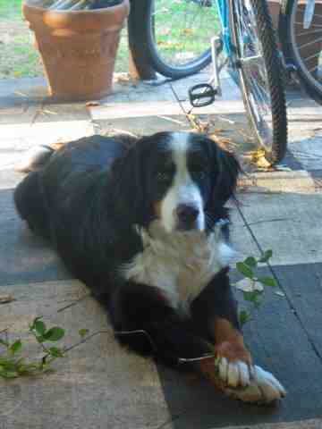 {short description of image}