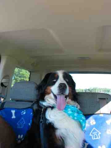 {short description of image}