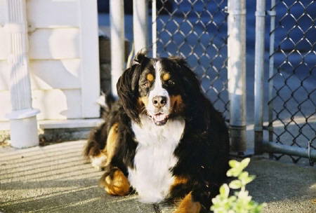 Maggie Mae sadly lost to Malignant Histiocytosis